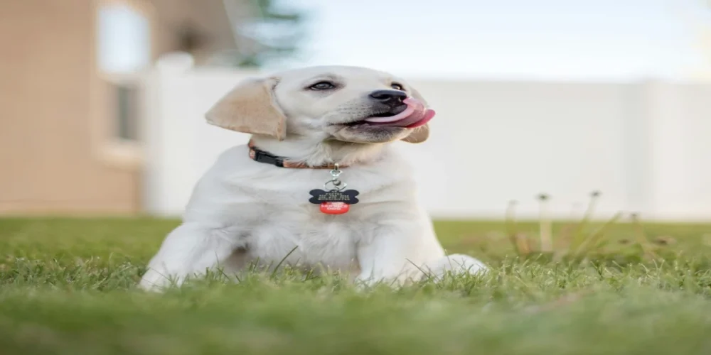 Collier pour chien : guide complet