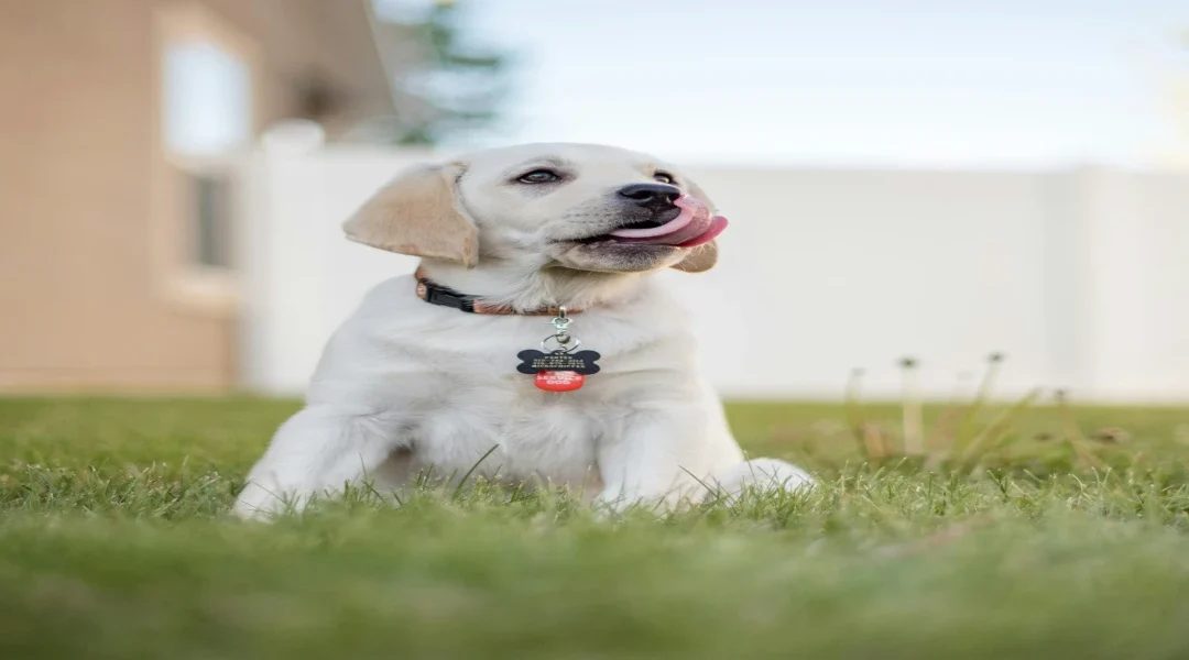 Collier pour chien : guide complet