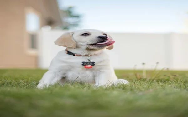 Collier pour chien : guide complet